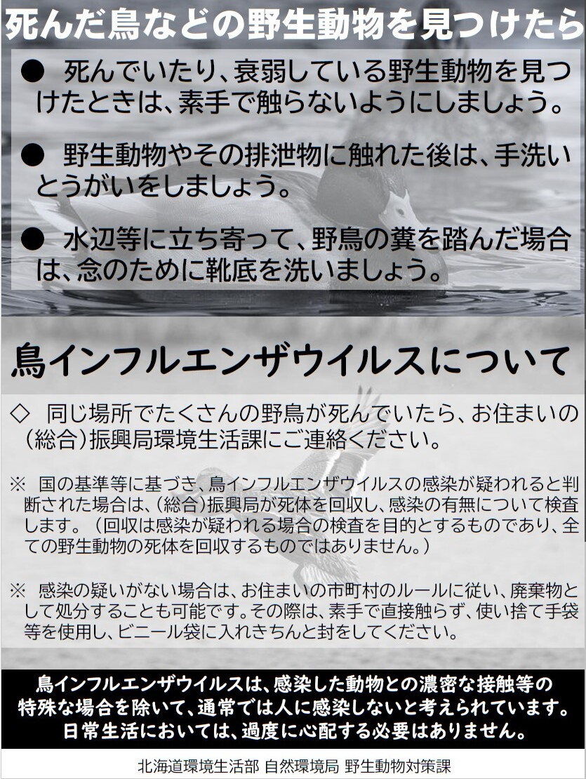 リーフレット(鳥フル).jpg
