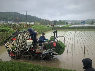 雨天でも田植えはできます
