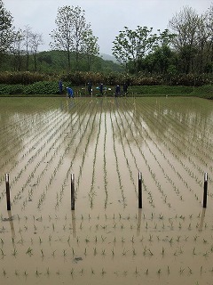 田植え機が真っ直ぐ植えてくれます