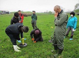 放牧草の長さを確認