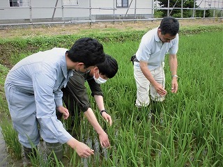 稲の近くで生育を調査