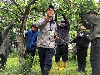 真剣に摘果中！！