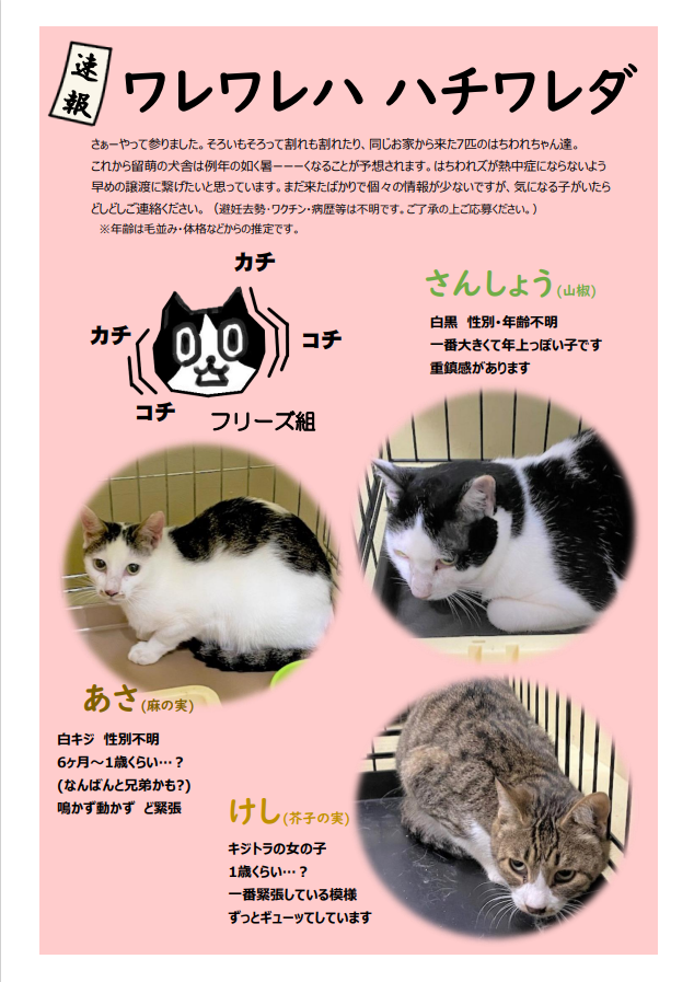 苫前猫1.png