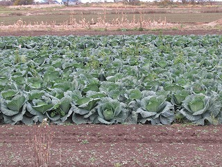 雪の下キャベツの様子