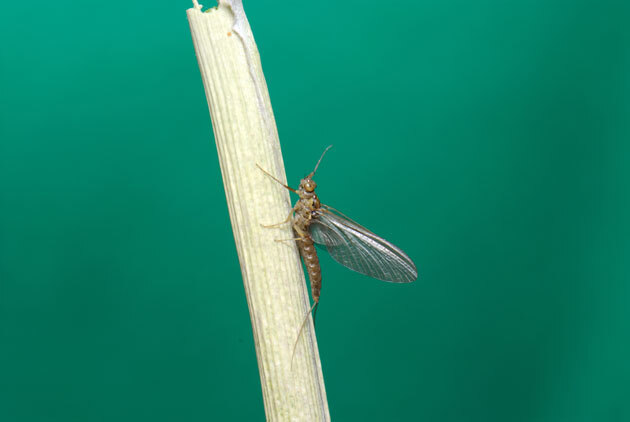 虫たち（昆虫） カゲロウの仲間 - 留萌振興局産業振興部留萌農業改良