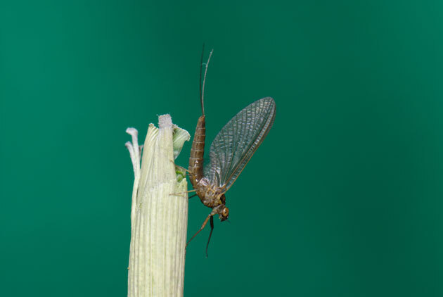虫たち 昆虫 カゲロウの仲間 留萌振興局産業振興部留萌農業改良普及センター