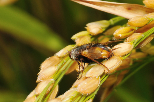 虫たち（昆虫）　セスジハリバエ「虫たち（昆虫）」　セスジハリバエ