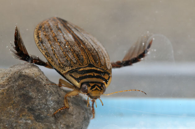 虫たち（昆虫） メススジゲンゴロウ - 留萌振興局産業振興部留萌