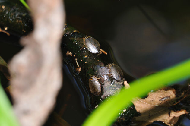 アキ、ゲンモ、メススジ メススジゲンゴロウ ペア 北海道