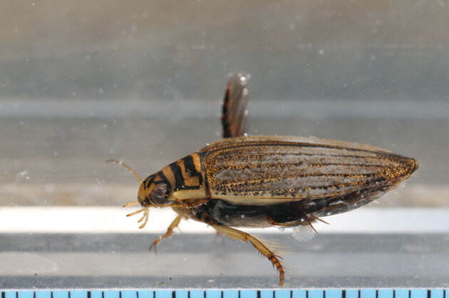 虫たち（昆虫） メススジゲンゴロウ - 留萌振興局産業振興部留萌