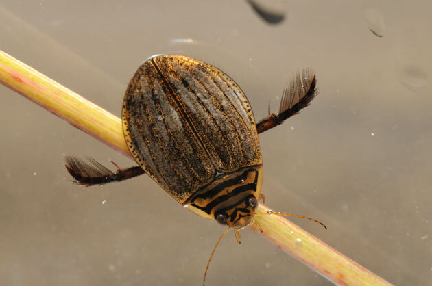 虫たち（昆虫） メススジゲンゴロウ - 留萌振興局産業振興部留萌