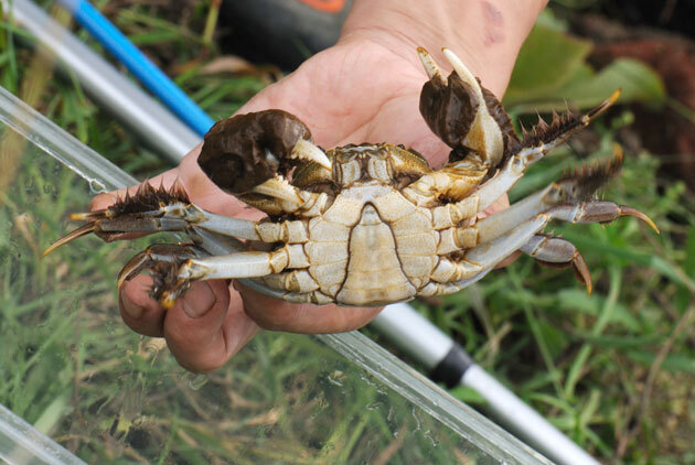 エビ カニの仲間 モクズガニ 留萌振興局産業振興部留萌農業改良普及センター