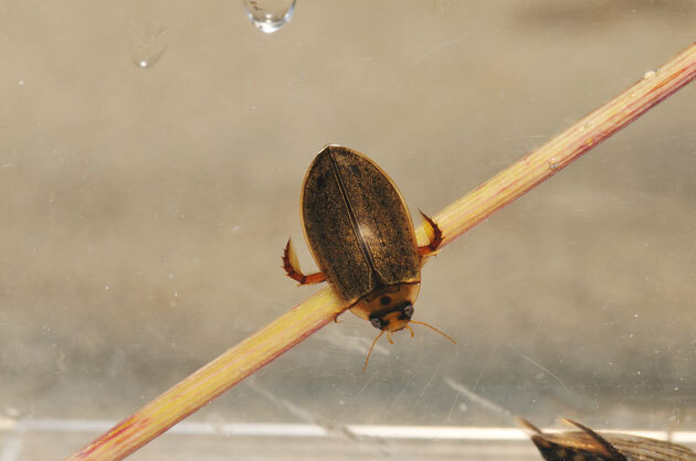 虫たち（昆虫） エゾヒメゲンゴロウ - 留萌振興局産業振興部留萌農業