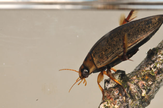 虫たち（昆虫） エゾヒメゲンゴロウ - 留萌振興局産業振興部留萌農業