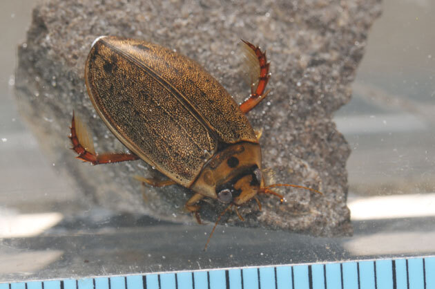 虫たち（昆虫） エゾヒメゲンゴロウ - 留萌振興局産業振興部留萌農業