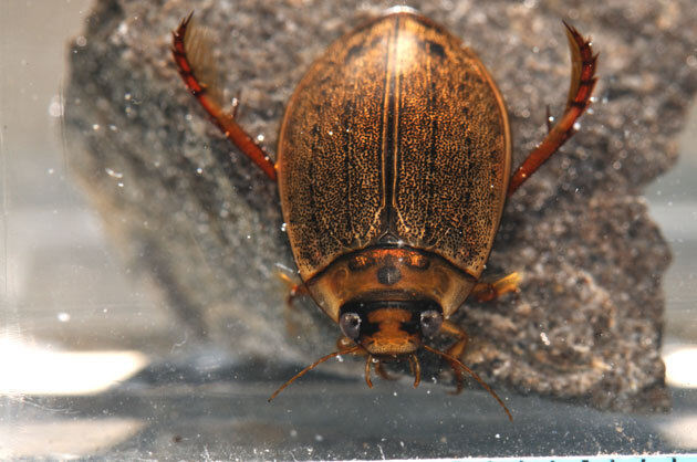 エゾヒラタヒメゲンゴロウ 3匹 北海道生物図鑑「エゾヒラタヒメ
