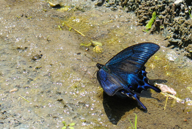 【2頭セット】ミヤマカラスアゲハ（2オス・北海道産） 2頭セット】ミヤマカラスアゲハ（2オス・北海道産）