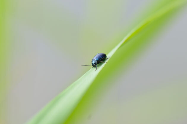 虫たち（昆虫） ヨモギハムシ - 留萌振興局産業振興部留萌農業