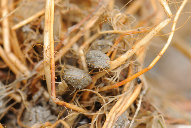害虫　イネミズゾウムシ「害虫」　イネミズゾウムシ