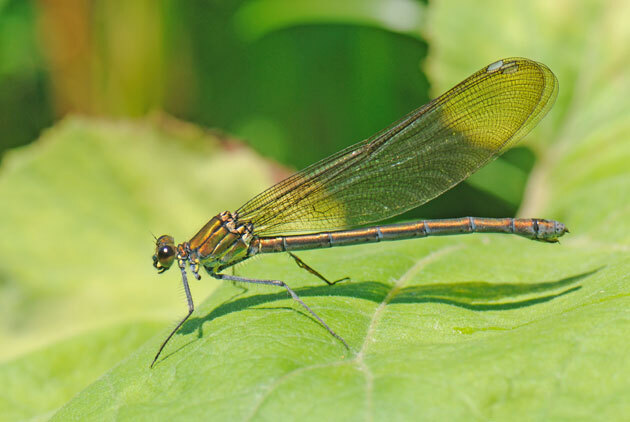とんぼ とんぼ ニホンカワトンボ - 留萌振興局産業振興部留萌農業改良普及センター