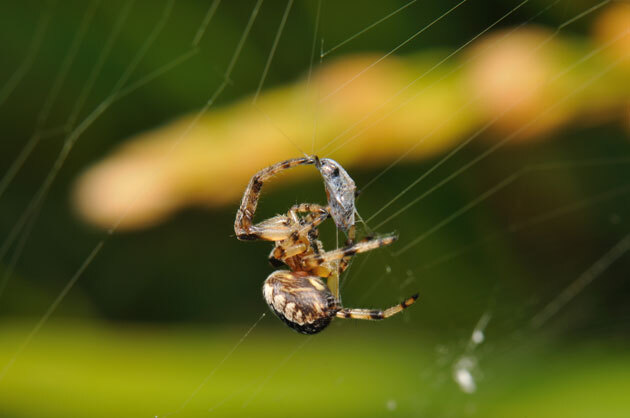 クモ類　ナカムラオニグモ「クモ類」　ナカムラオニグモ
