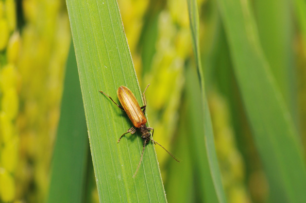 虫たち（昆虫） キバネカミキリモドキ - 留萌振興局産業振興部留萌農業