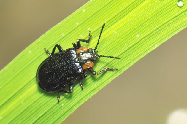 虫たち（昆虫） クルミハムシ - 留萌振興局産業振興部留萌農業