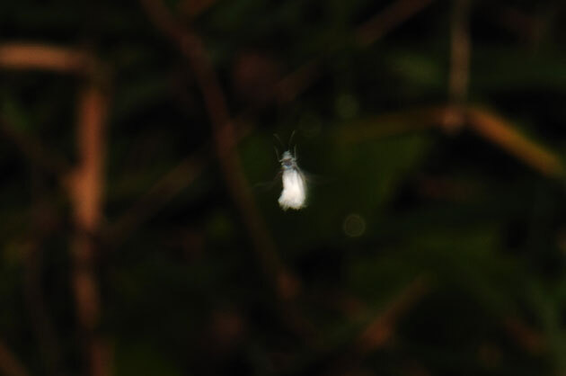 虫たち（昆虫）　トドノネオオワタムシ（雪虫）「虫たち（昆虫）」　トドノネオオワタムシ
