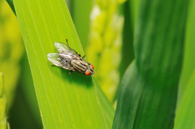 虫たち（昆虫）　ニクバエの仲間「虫たち（昆虫）」　ニクバエの仲間