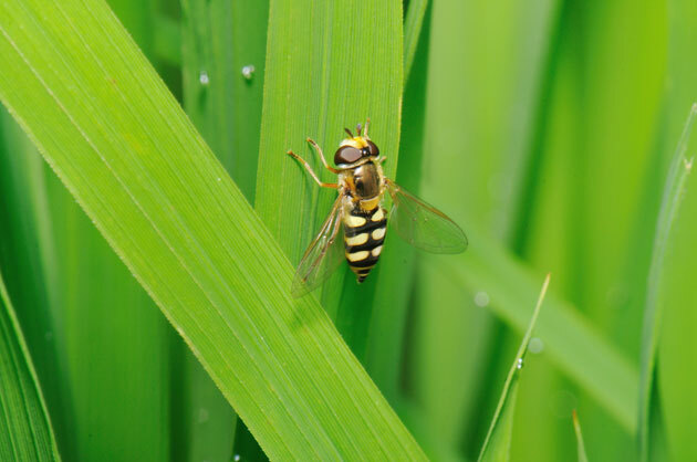 虫たち（昆虫） フタホシヒラタアブ - 留萌振興局産業振興部留萌