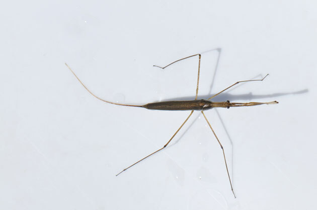虫たち（昆虫）　ミズカマキリの仲間「虫たち（昆虫）」　ミズカマキリの仲間