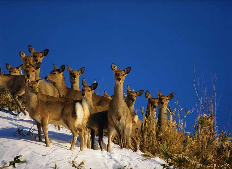 sika.jpg