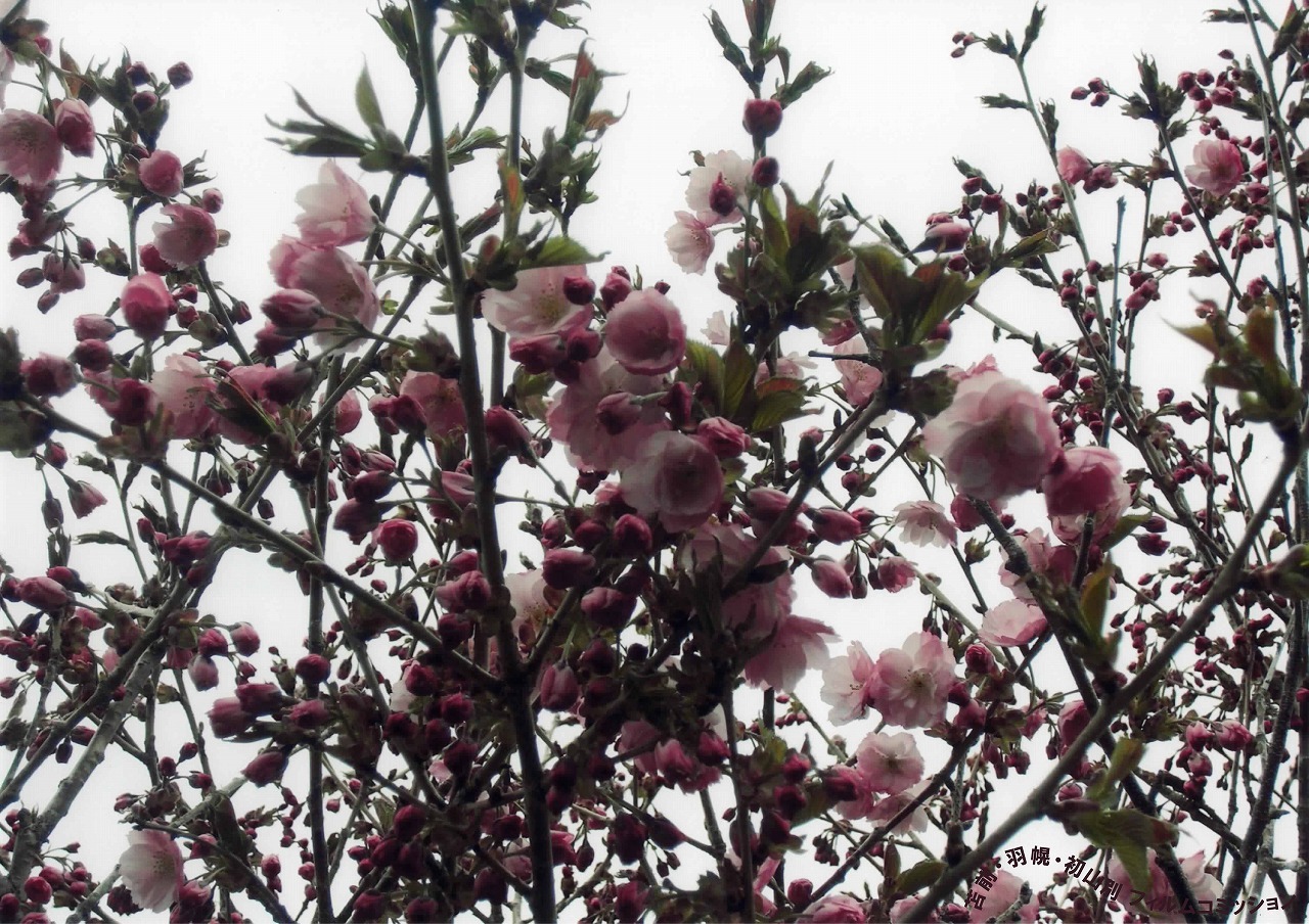 sakura2.jpg