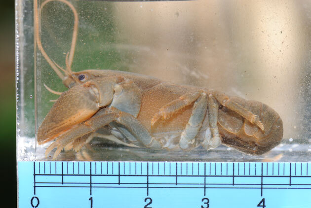 エビ カニの仲間 ニホンザリガニ 留萌振興局産業振興部留萌農業改良普及センター エビ カニの仲間 ニホンザリガニ 留萌振興局産業振興部留萌農業改良普及センター