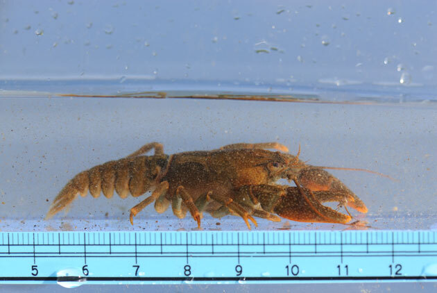 エビ カニの仲間 ニホンザリガニ 留萌振興局産業振興部留萌農業改良普及センター エビ カニの仲間 ニホンザリガニ 留萌振興局産業振興部留萌農業改良普及センター