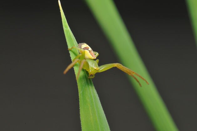 クモ類 ハナグモ - 留萌振興局産業振興部留萌農業改良普及センター