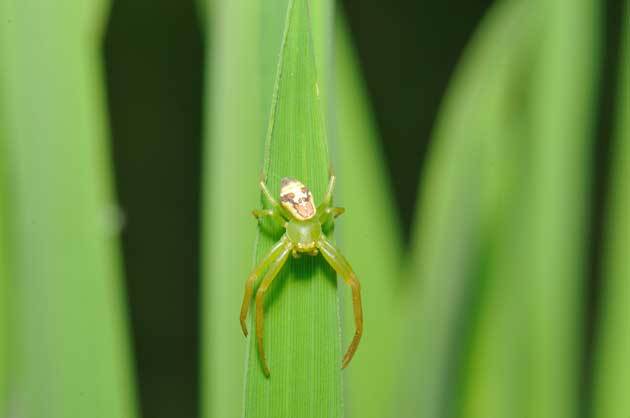 クモ類 ハナグモ - 留萌振興局産業振興部留萌農業改良普及センター