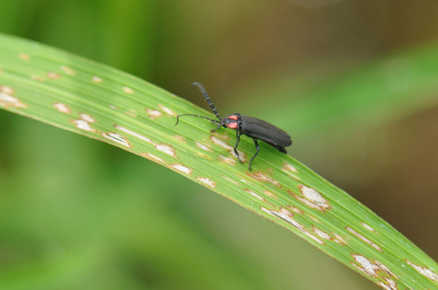 虫たち（昆虫） オバボタル - 留萌振興局産業振興部留萌農業改良