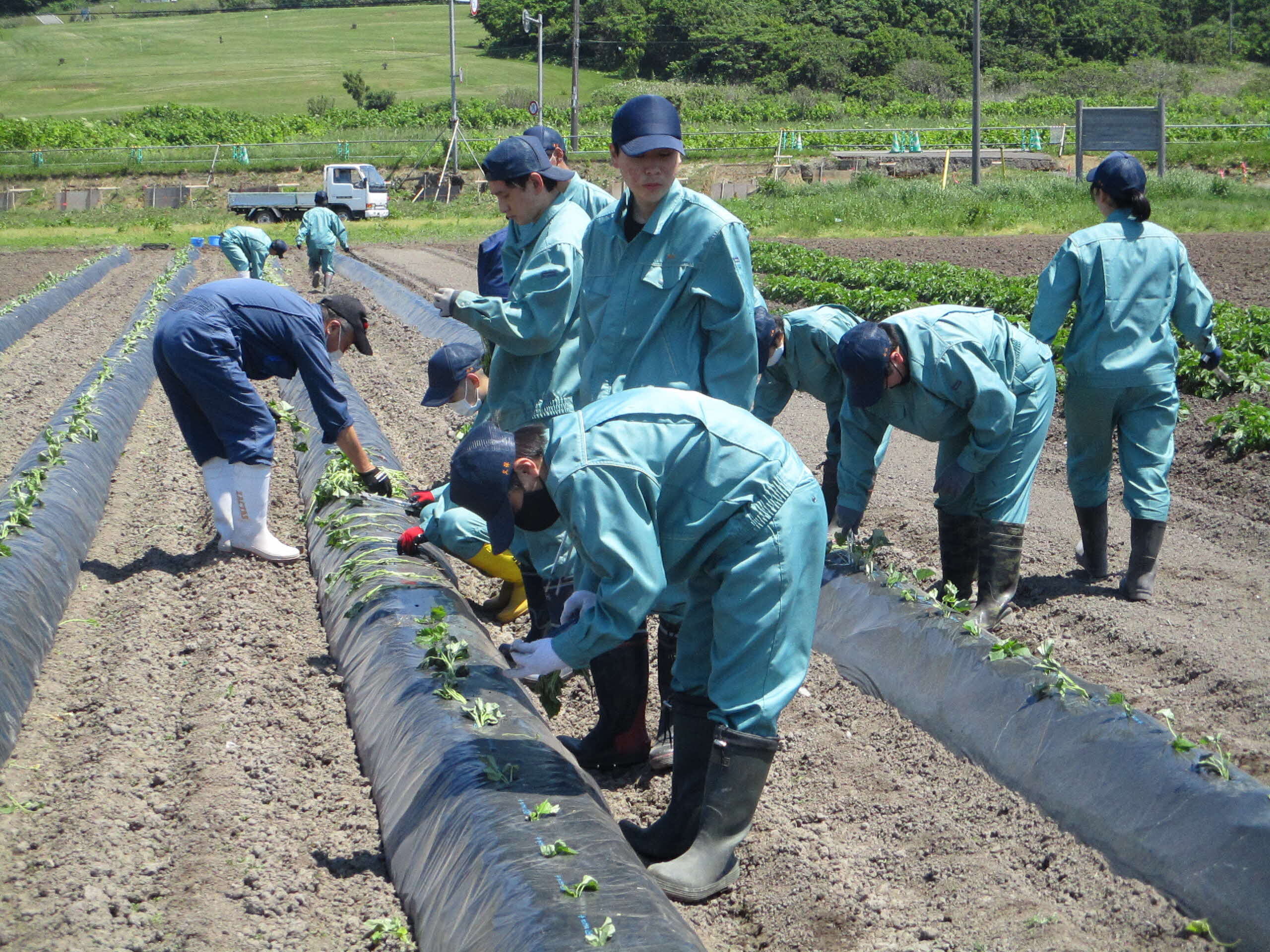 遠別農業高校生による植え付けその2