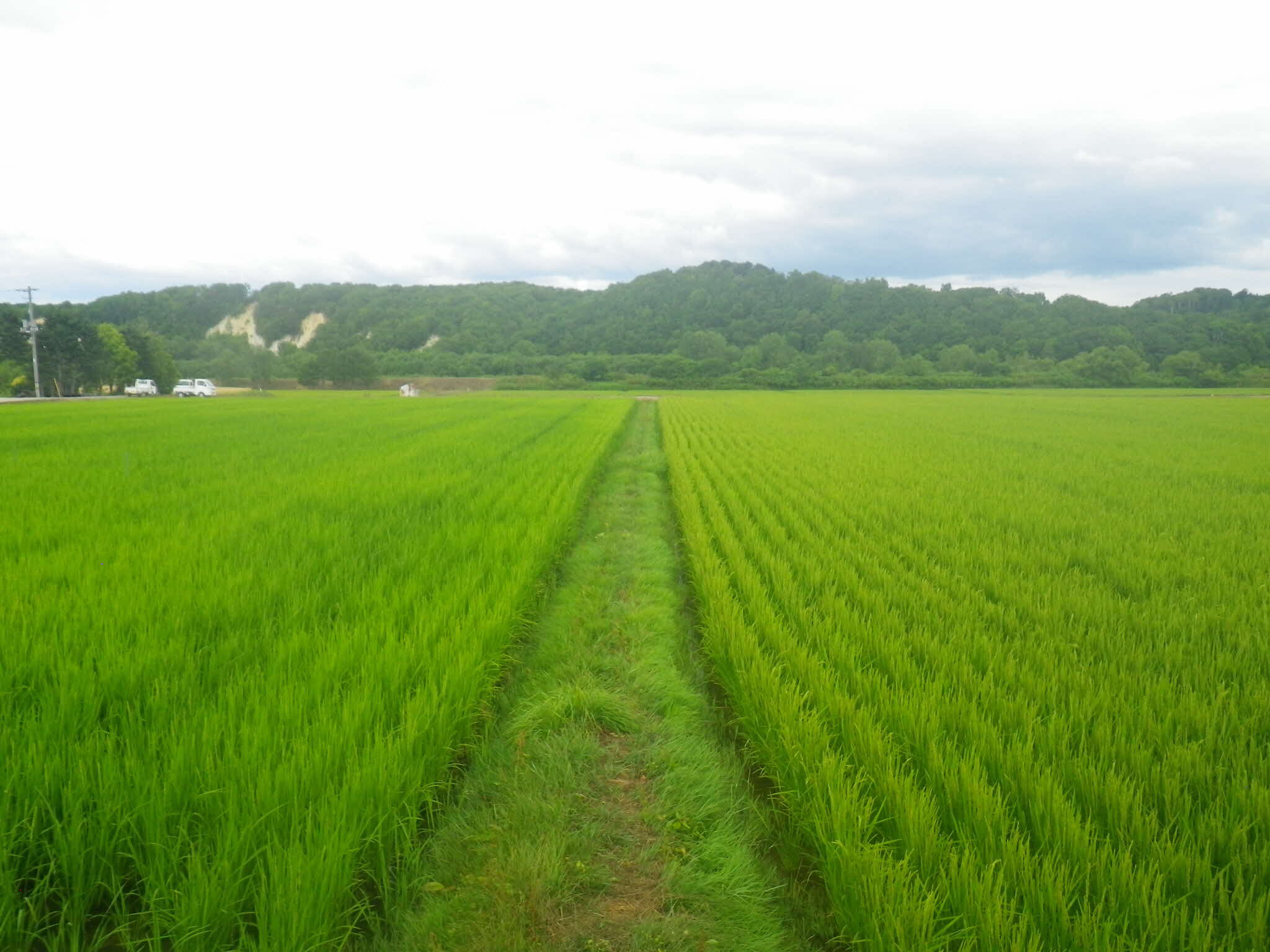 重点地区で行われている直播水稲（あぜから左側）と移植水稲（右側）