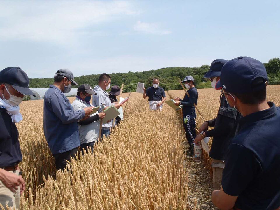 秋まき小麦の生育調査を学ぶ