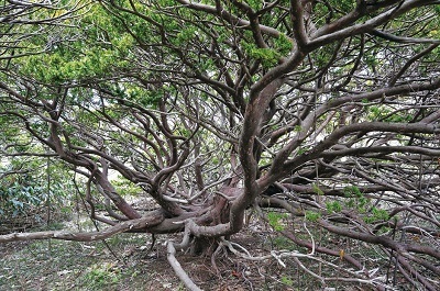 オンコの荘（しょう）