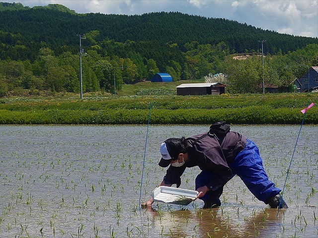 先輩職員が水田のなかに入って移植しているところ