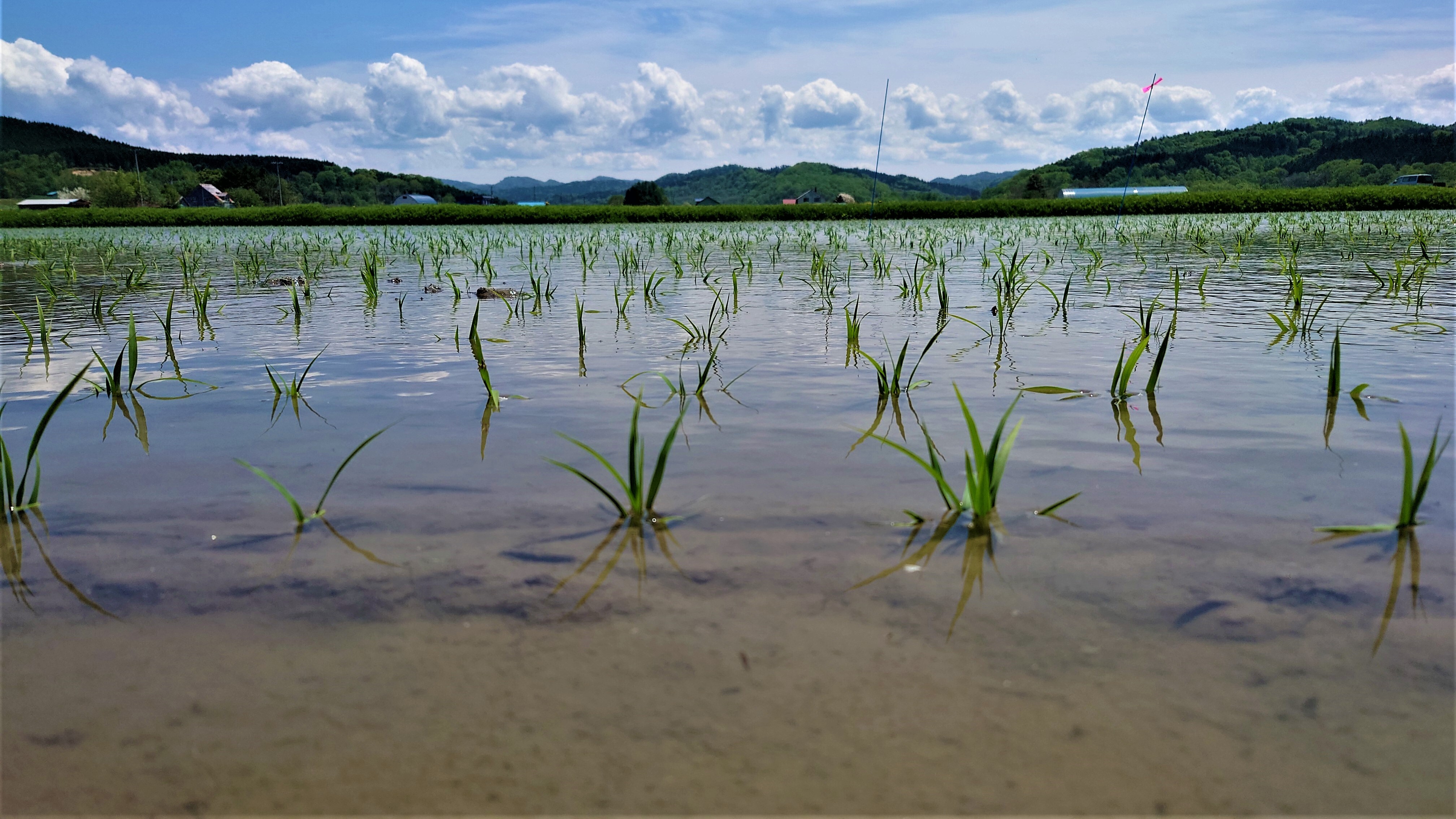 田植えが終わった水田（羽幌町）