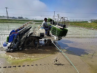 水田のなかの田植え機