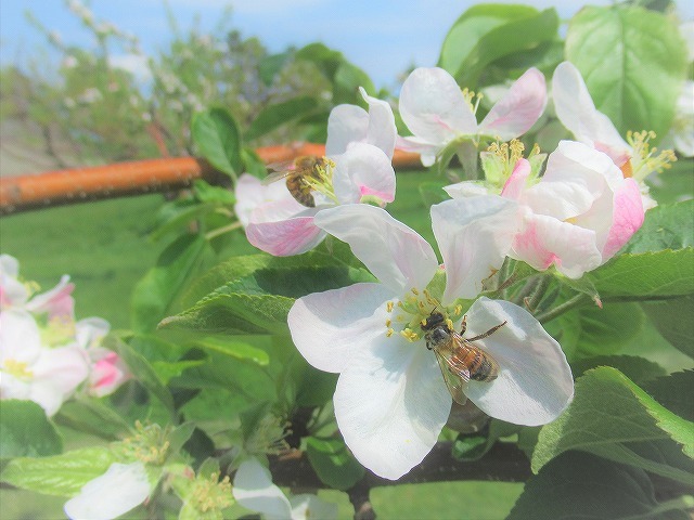 りんごの花にミツバチが訪花している様子