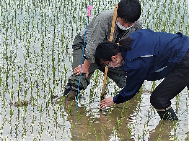 作況調査をしています（新人職員：手前）