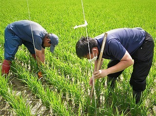 会員による草丈、茎数調査（小平町）