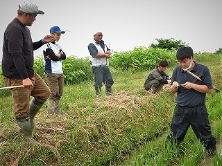 幼穂形成期調査（増毛町）