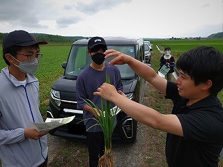 稲の主茎の幼穂を確認しよう